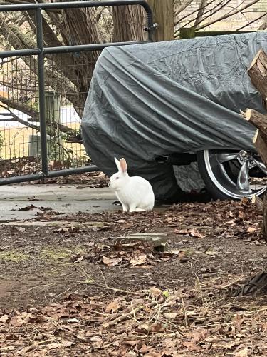 Found/Stray Unknown Rabbit last seen Bentwood & Cherokee , Winterville, GA 30683