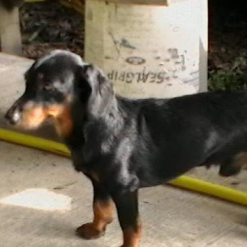 Lost Male Dog last seen CC Rd, Ponchatoula, LA 70454
