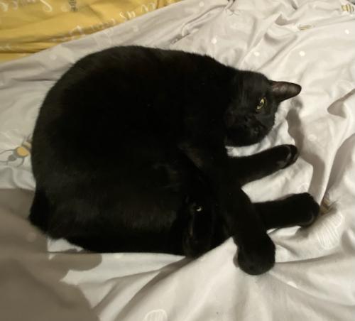 Lost Male Cat last seen Grantham C next to Morrison’s , Gamston, England NG2 6QW