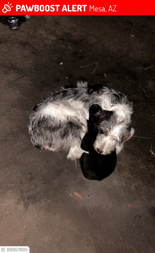 Lost Female Dog last seen Ellsworth and warner , Mesa, AZ 85212