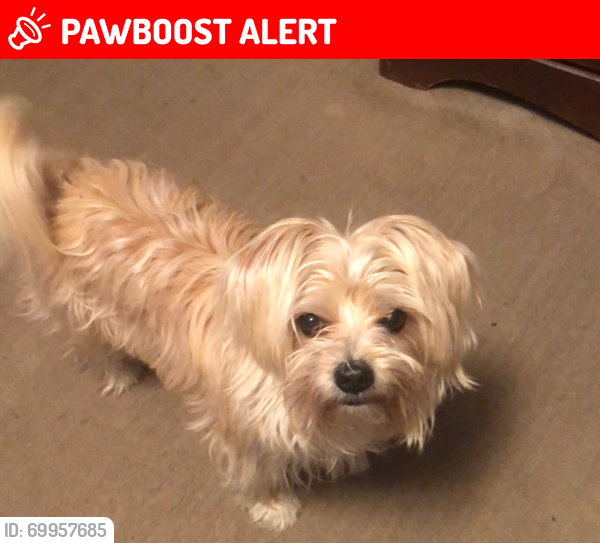 Lost Male Dog last seen Bullard Road, Georgetown County, SC 29554