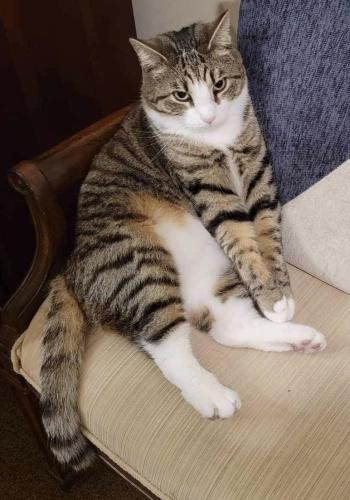 Lost Male Cat last seen Scotts Ford Ln & Celebrate Virginia Parkway by old Cannon Ridge golf course, Fredericksburg, VA 22406