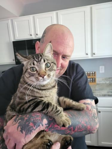 Lost Male Cat last seen Mountainview road and Technology Parkway, Hampden Township, PA 17050
