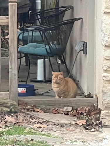 Found/Stray Unknown Cat last seen Medick way and Evening Street in Worthington, Worthington, OH 43085