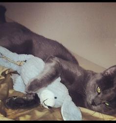 Lost Male Cat last seen Joplin St & Gulf St by Park Place Library, Houston, TX 77017