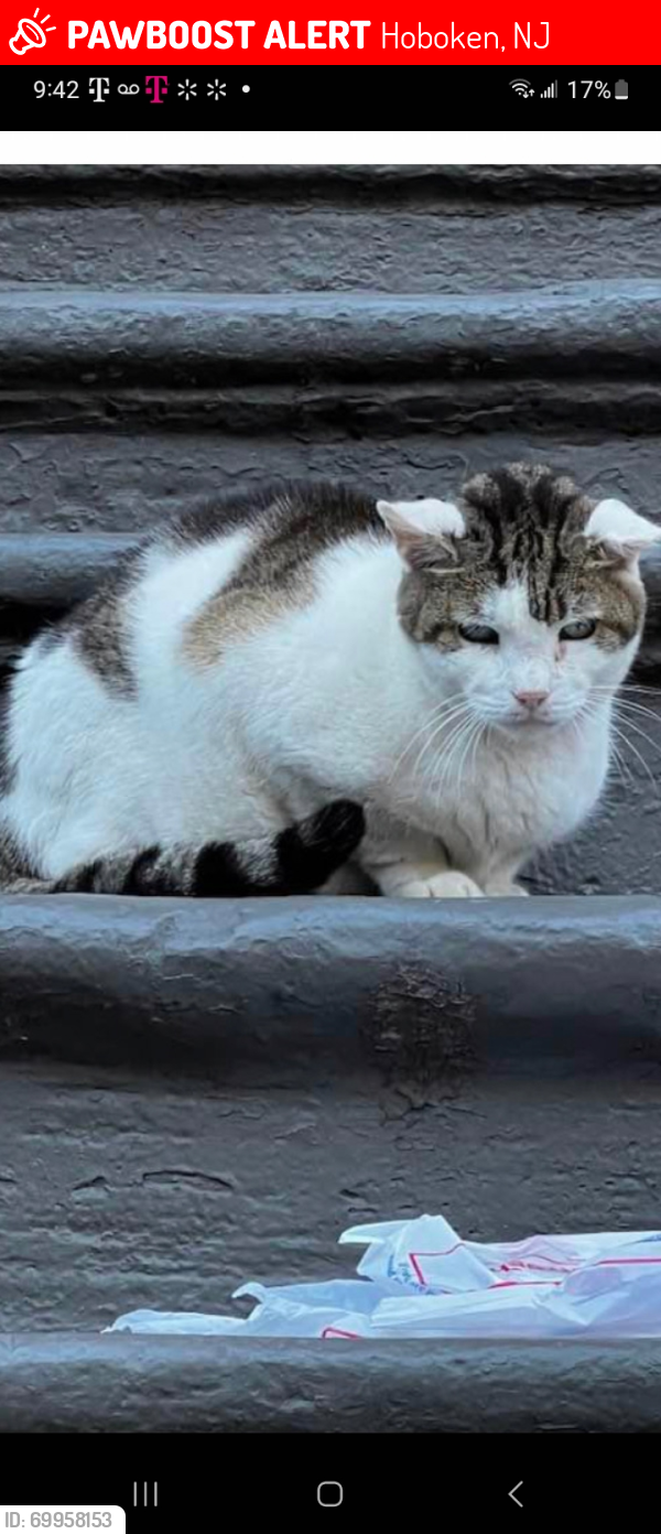 Lost Male Cat last seen Bloomfield and Garden streets 9th 10th, Hoboken, NJ 07030