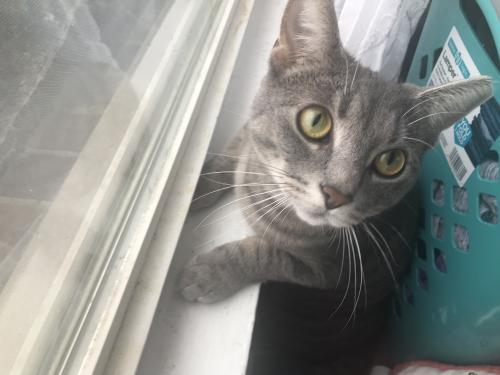 Lost Female Cat last seen Wallace and Hanna , Fort Wayne, IN 46803