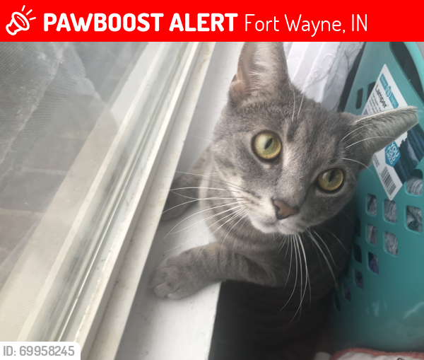Lost Female Cat last seen Wallace and Hanna , Fort Wayne, IN 46803