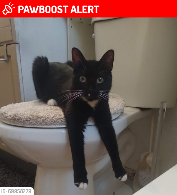 Lost Female Cat last seen Afternoon Circle and Venice Grove 80910, Colorado Springs, CO 80910