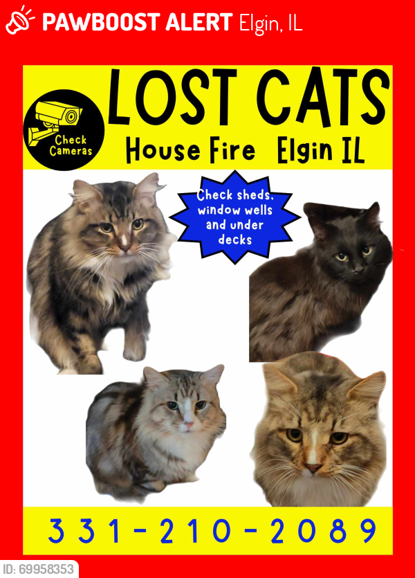 Lost Unknown Cat last seen Hamilton and Lawrence , Elgin, IL 60123