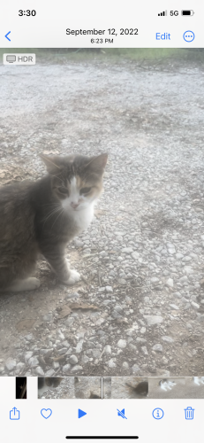 Lost Female Cat last seen Arroyo Dr, Weatherford, TX 76087