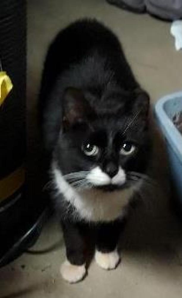 Shelter Stray Female Cat last seen Burke, VA, 22015, Mantle Rd, Fairfax County, VA, Fairfax, VA 22032