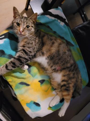 Lost Female Cat last seen Wilson Animal hosp, Elm City, NC 27822