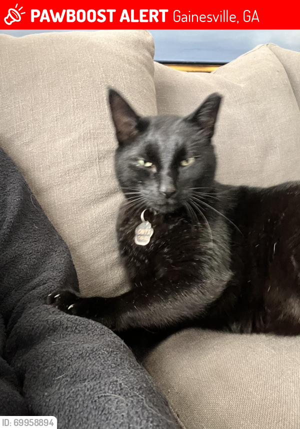Lost Male Cat last seen Candler St. , Gainesville, GA 30501
