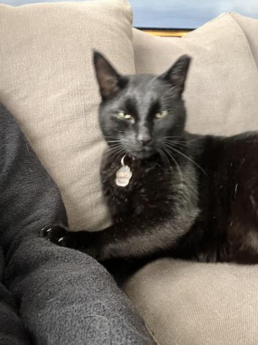 Lost Male Cat last seen Candler St. , Gainesville, GA 30501