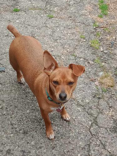 Lost Female Dog last seen Market on aska rd, Fannin County, GA 30513