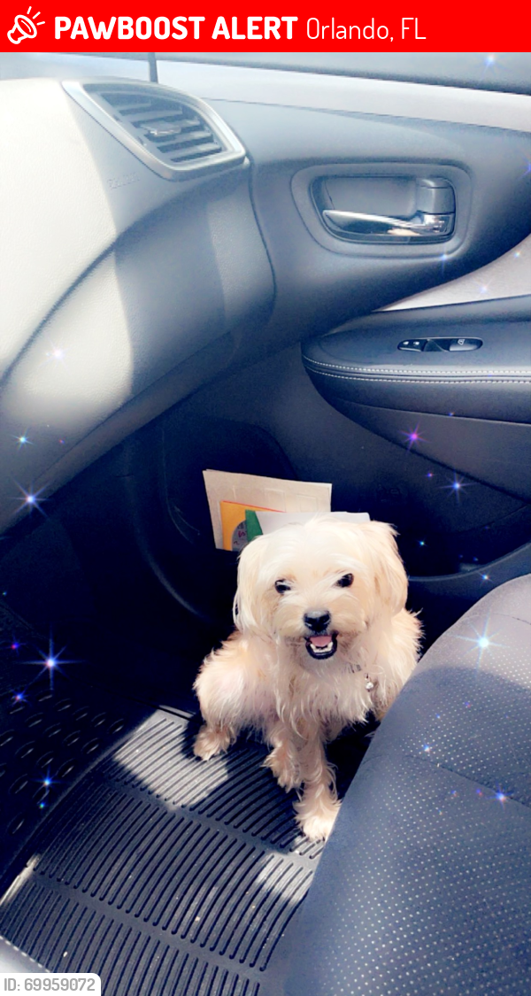 Lost Female Dog last seen Peace court Orlando fl, Orlando, FL 32808