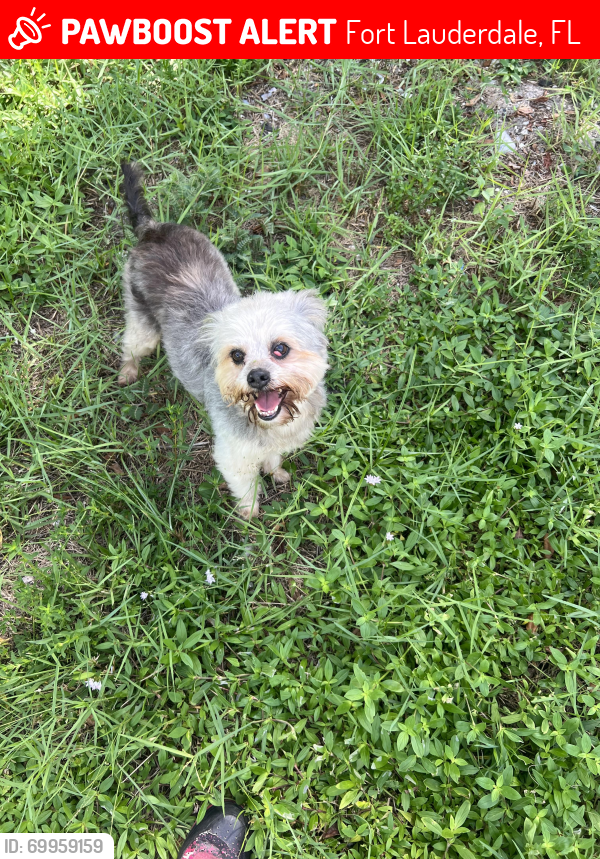 Lost Male Dog last seen Near nw 10h terr , Fort Lauderdale, FL 33311
