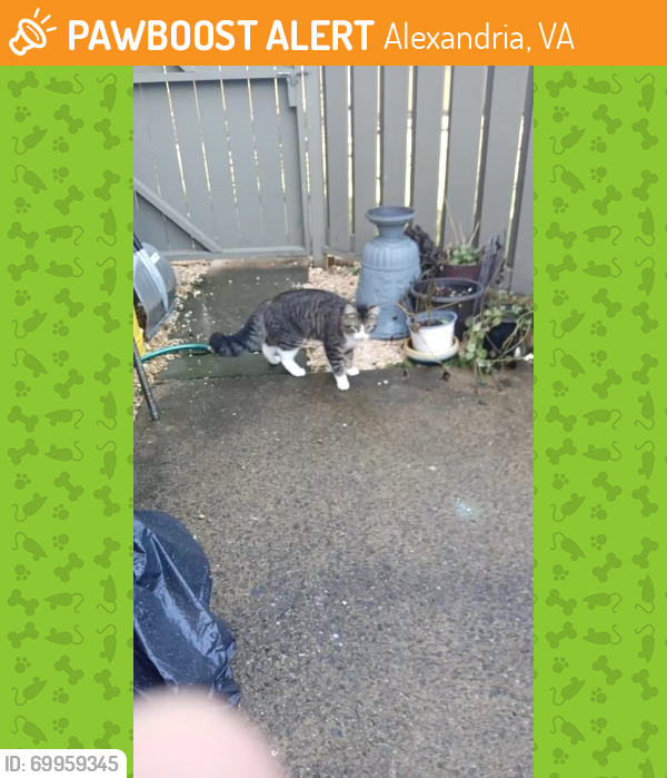 Found/Stray Male Cat last seen Havenwood Place, Alexandria, VA 22309
