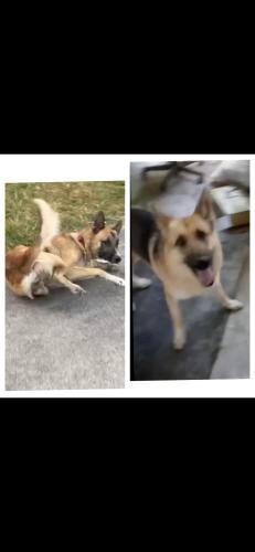 Lost Male Dog last seen Dell dale, Channelview, TX 77530