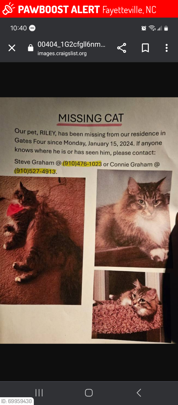 Fayetteville, NC Lost Male Cat, RILEY Is Missing | PawBoost