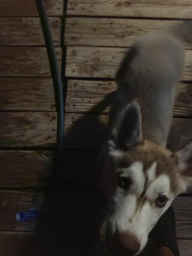 Lost Female Dog last seen Near W 3rd St, Odessa, TX 79763