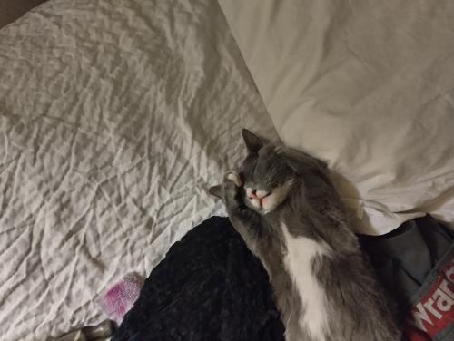Lost Male Cat last seen 23rd and Youngfield , Lakewood, CO 80215