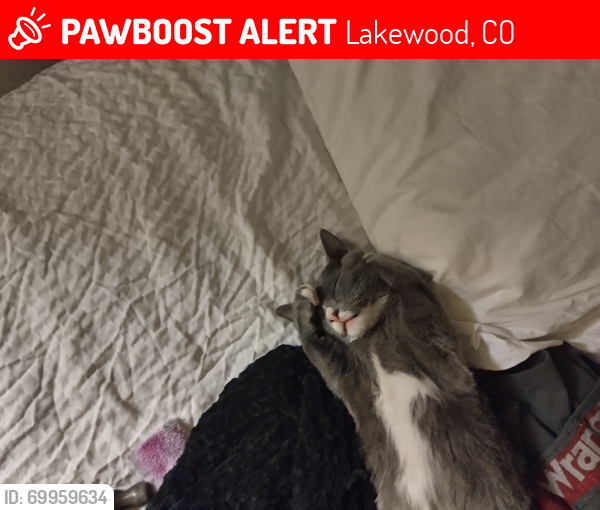 Lost Male Cat last seen 23rd and Youngfield , Lakewood, CO 80215