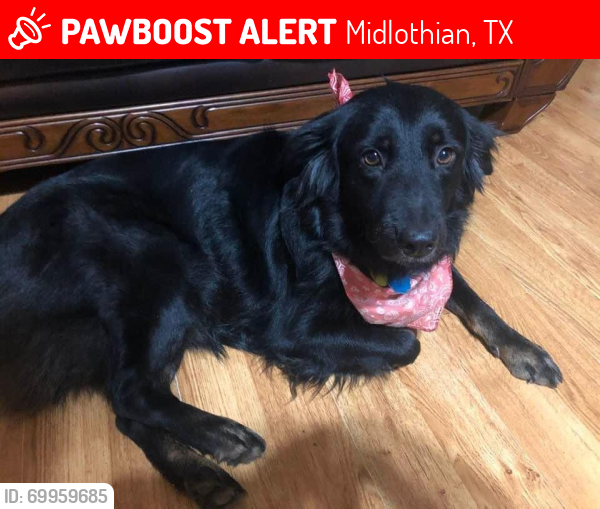 Lost Female Dog last seen 9th and Stiles dr, Midlothian, TX 76065