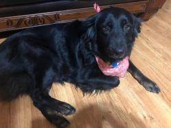 Lost Female Dog last seen 9th and Stiles dr, Midlothian, TX 76065