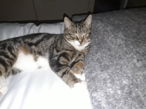 Lost Male Cat last seen Bennett close , Greater London, England HA6 1ER