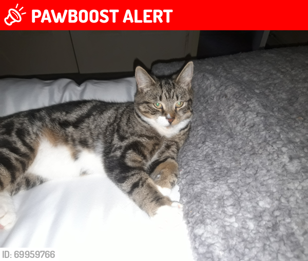 Lost Male Cat last seen Bennett close , Greater London, England HA6 1ER