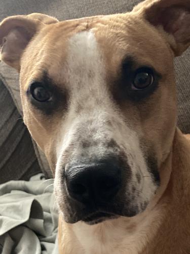 Lost Male Dog last seen S 16th st, Fort Smith, AR 72901