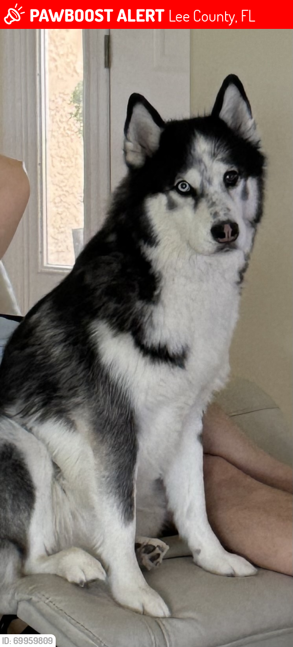Lost Male Dog last seen Cameron Circle, Lee County, FL 33912
