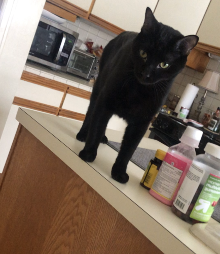 Lost Male Cat last seen My house on Candy Lane, Manlius, NY 13104
