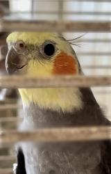 Lost Male Bird last seen NE Ft. Lauderdale near US1 and NE 56th Street , Fort Lauderdale, FL 33308