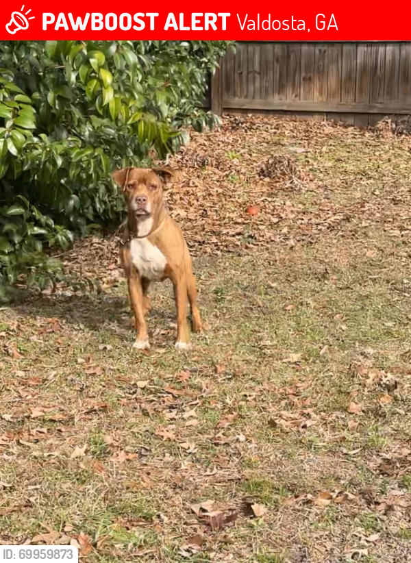 Lost Male Dog last seen North Oak Ext. Inner Perimeter near Walgreens, Cherry Creek Rd, , Valdosta, GA 31605