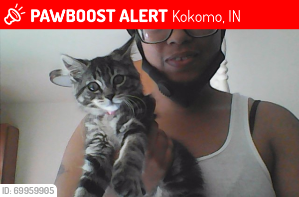 Lost Female Cat last seen Near w 300 s, Kokomo, IN 46902