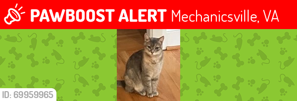 Lost Female Cat last seen Studley Rd & Sentry Station, Mechanicsville, VA 23116