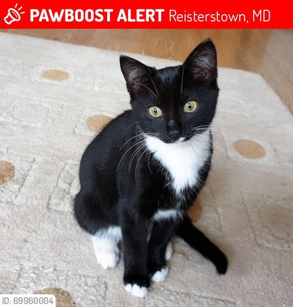 Lost Male Cat last seen Giant, Veterinarian , Reisterstown, MD 21136
