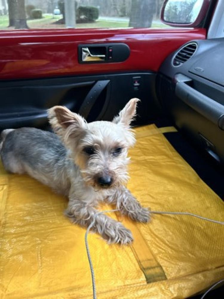 Shelter Stray Male Dog last seen Reston, VA, 20191, Laurel Glade, Fairfax County, VA, Fairfax, VA 22032