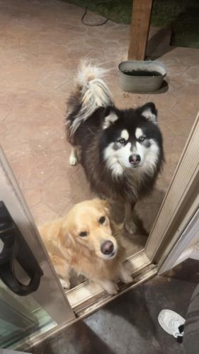 Lost Male Dog last seen Sierra and 57th, Odessa, TX 79764