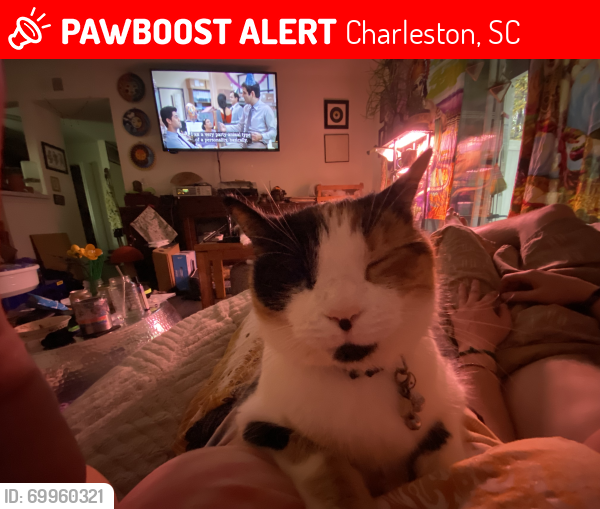 Lost Female Cat last seen Near shadow ferry dr, Charleston, SC 29414