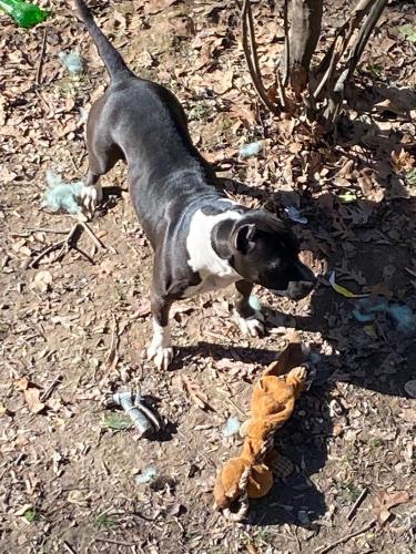 Lost Female Dog last seen Peyton rd and Hollywood rd, Atlanta, GA 30310