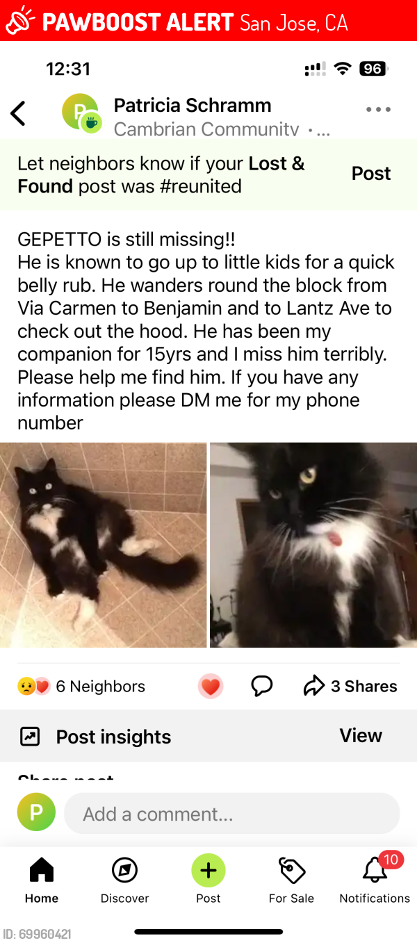 Lost Male Cat last seen Foxworthy & via Carmen, San Jose, CA 95124