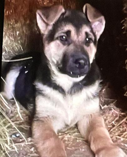 Lost Male Dog last seen Highways 213 and 85, Cheyenne, WY 82006