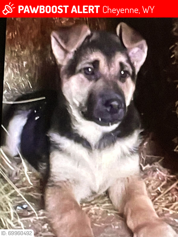 Lost Male Dog last seen Highways 213 and 85, Cheyenne, WY 82006