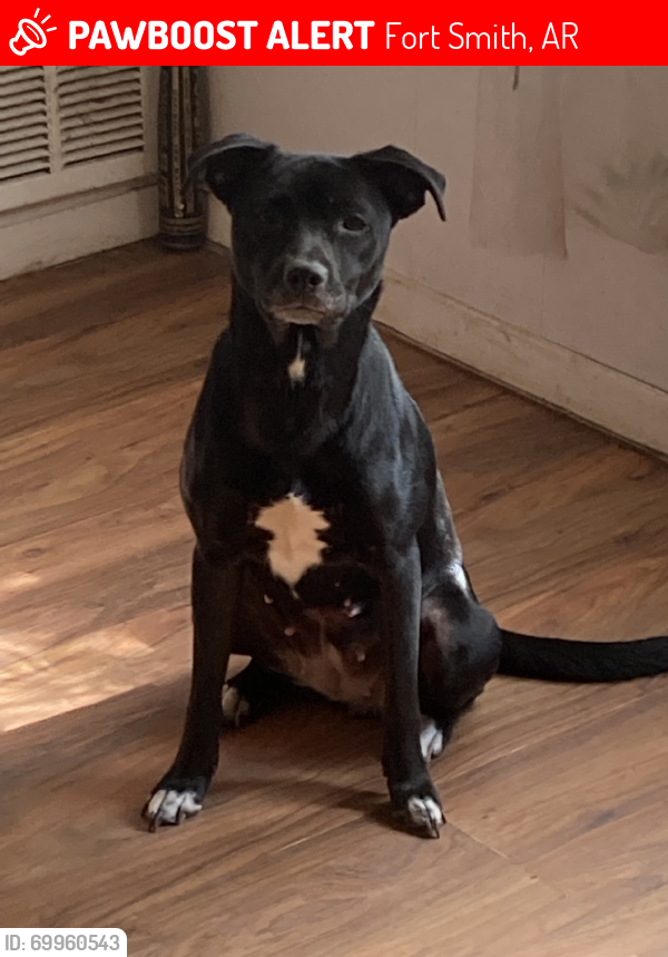 Lost Female Dog last seen S17th st, Fort Smith, AR 74901