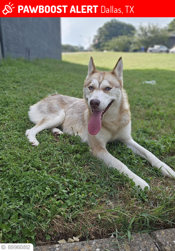 Lost Female Dog last seen Dallas texas, Dallas, TX 75215