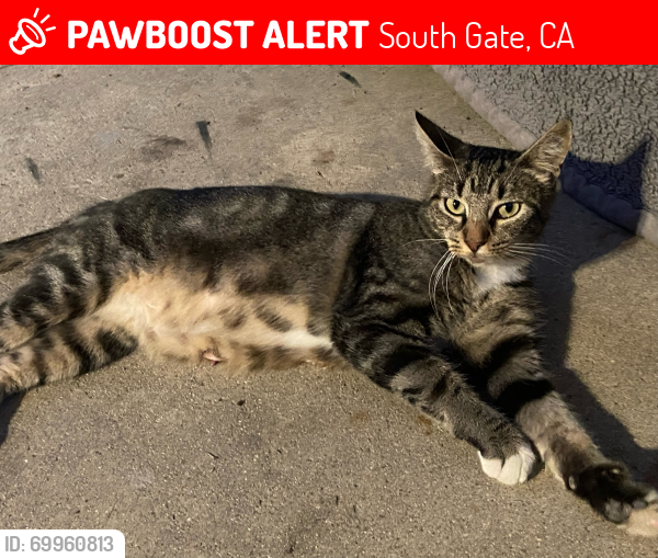 Lost Female Cat last seen Paramount and Main Street , South Gate, CA 90280